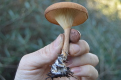 Lentinellus micheneri