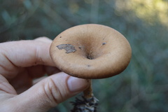 Lentinellus micheneri