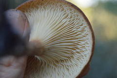 Lentinellus micheneri