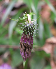 Cirsium tashiroi