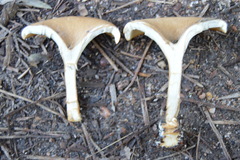 Lentinellus micheneri