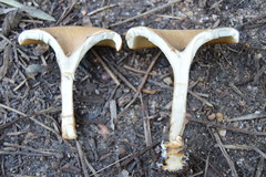 Lentinellus micheneri