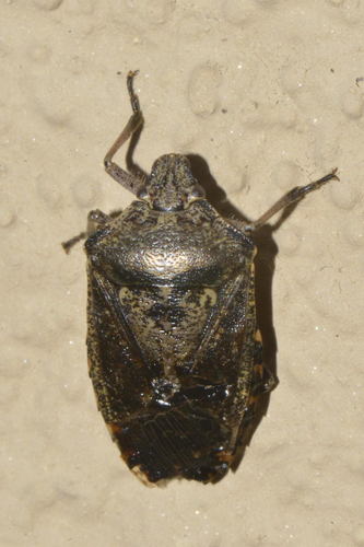 Rhaphigaster nebulosa