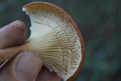 Lentinellus micheneri