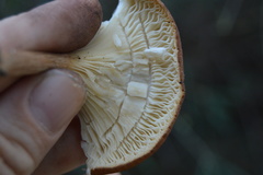 Lentinellus micheneri