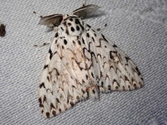 Lymantria singapura