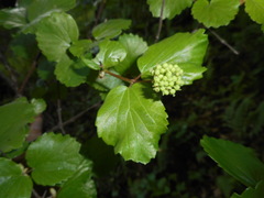 Viburnum ellipticum