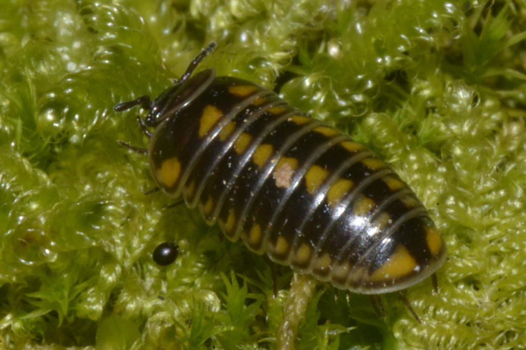 Glomeris valesiaca