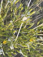 Ipomopsis longiflora longiflora