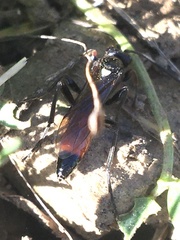Ctenichneumon panzeri