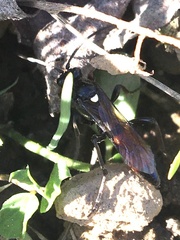 Ctenichneumon panzeri