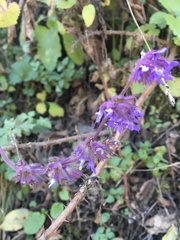 Salvia verticillata