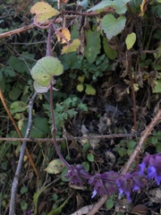 Salvia verticillata