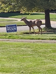 Odocoileus virginianus