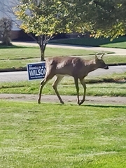 Odocoileus virginianus
