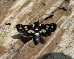 Pseudothyris sepulchralis