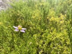 Fagonia palmeri