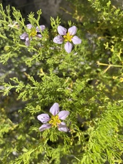 Fagonia palmeri