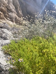 Fagonia palmeri