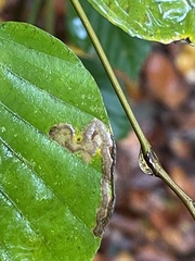 Stigmella hemargyrella