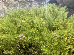 Fagonia palmeri