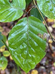 Stigmella hemargyrella