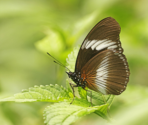 Scarce Blue Diadem