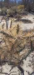 Cylindropuntia molesta molesta