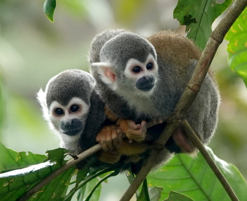 Humboldt’s Squirrel Monkey