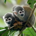 Humboldt’s Squirrel Monkey - Photo (c) desertnaturalist, some rights reserved (CC BY), uploaded by desertnaturalist