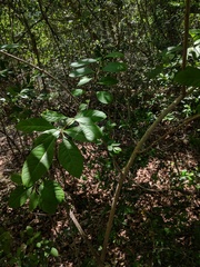 Chionanthus virginicus