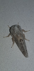 Bombycopsis ledereri