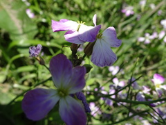 Raphanus sativus raphanistroides