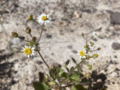 Amauria rotundifolia