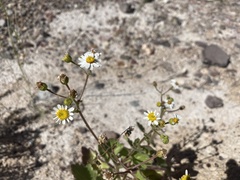 Amauria rotundifolia