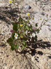 Amauria rotundifolia