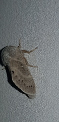Bombycopsis ledereri