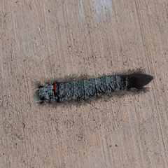 Apotolype brevicrista