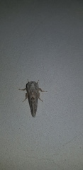 Bombycopsis ledereri