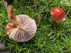 Leratiomyces ceres