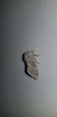 Bombycopsis ledereri