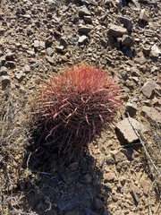 Ferocactus gracilis gatesii