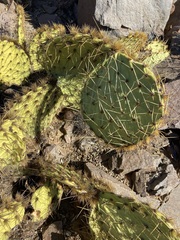 Opuntia clarkiorum
