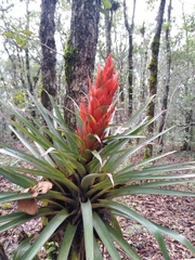 Tillandsia ponderosa