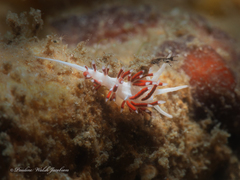 Flabellina dushia
