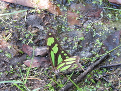 Philaethria wernickei