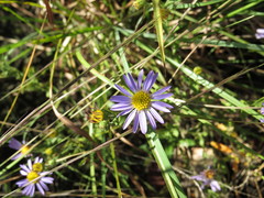 Symphyotrichum pratense