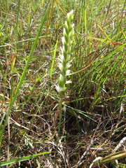 Spiranthes lacera gracilis