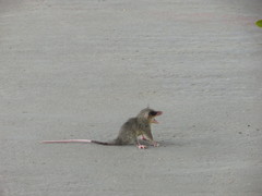 Didelphinae