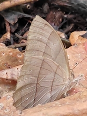 Taygetis rufomarginata